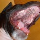 bostezando